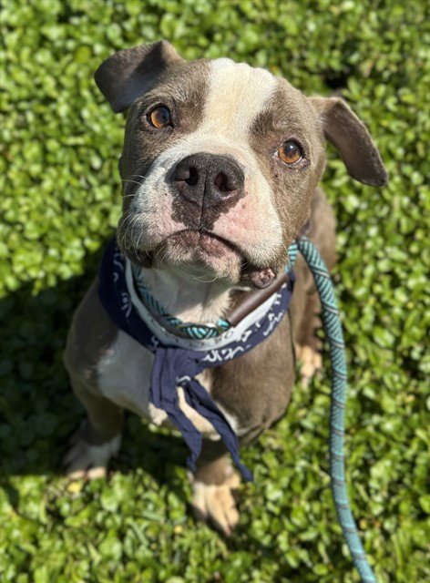 HERO - American Staffordshire Terrier available for adoption