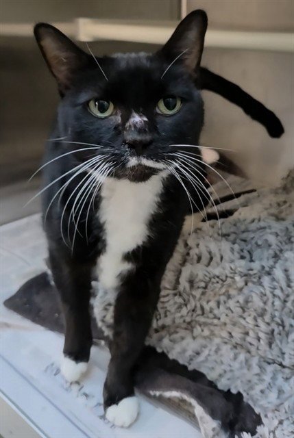 SAMANTHA - Domestic Short Hair available for adoption