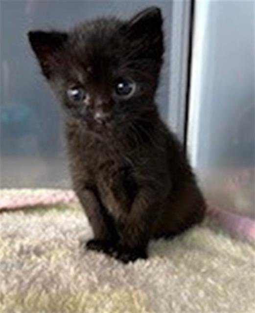 A2458722 - Domestic Short Hair available for adoption