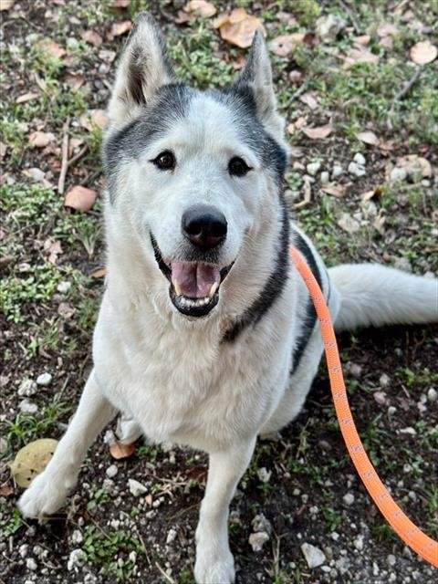MOONIE - Siberian Husky available for adoption