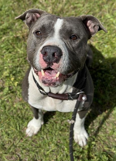 FRESNO - Pit Bull Terrier available for adoption