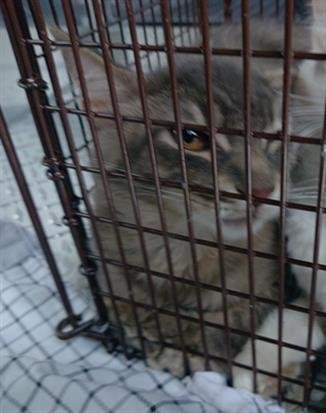 SALMON - Domestic Medium Hair available for adoption