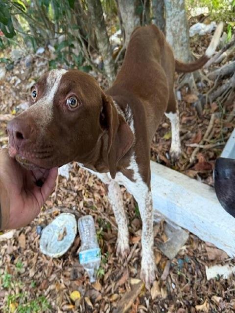 LEELOO - Pointer available for adoption