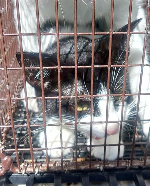 TAYLOR - Domestic Short Hair available for adoption