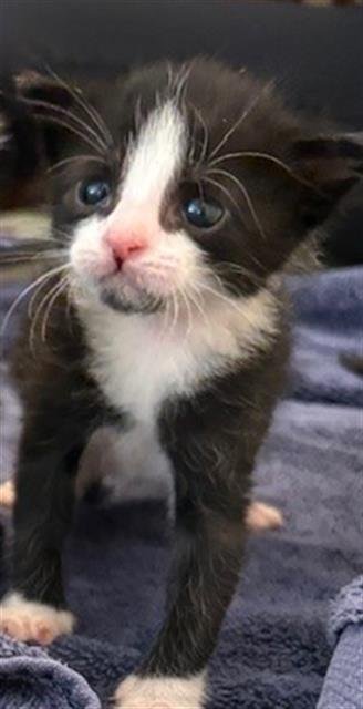 BAKER - Domestic Short Hair available for adoption