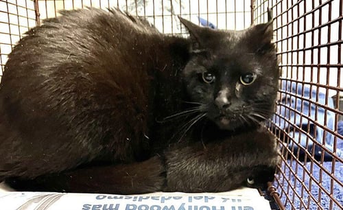 DRAKEY - Domestic Short Hair available for adoption