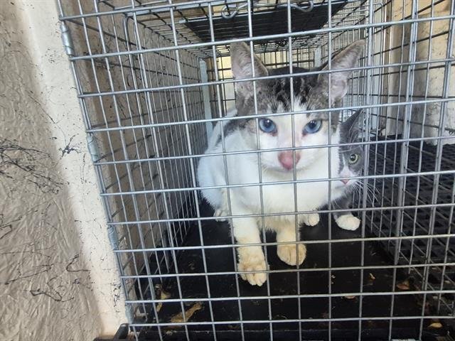 BUBBA - Domestic Short Hair available for adoption