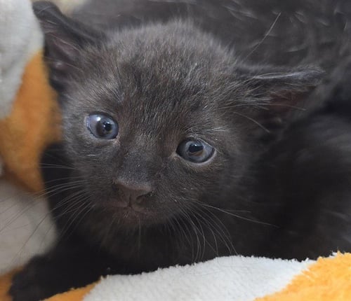 A2475679 - Domestic Short Hair available for adoption