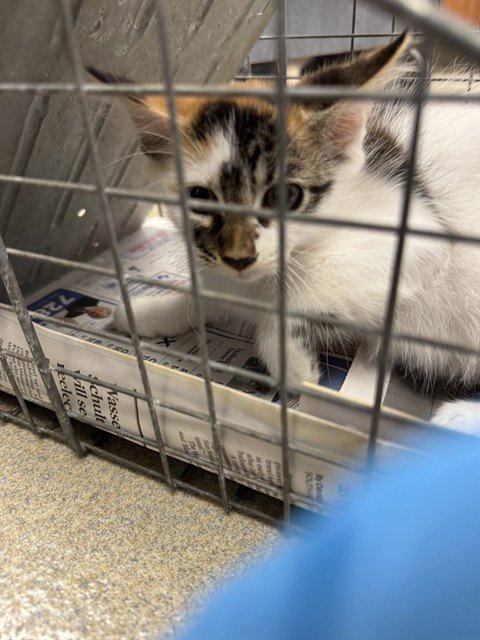 HARPER - Domestic Short Hair available for adoption