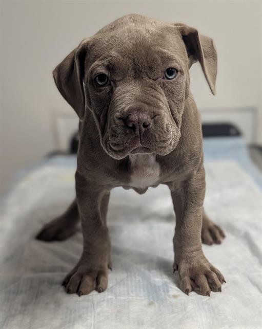 SAPPHIRE - American Staffordshire Terrier available for adoption