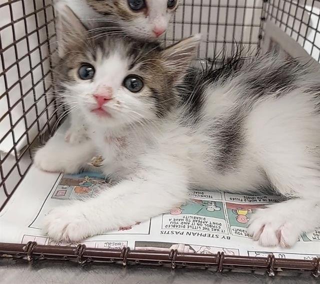 TAFFY - Domestic Short Hair available for adoption