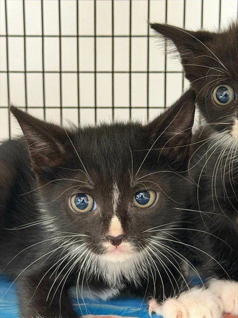 A2480065 - Domestic Short Hair available for adoption