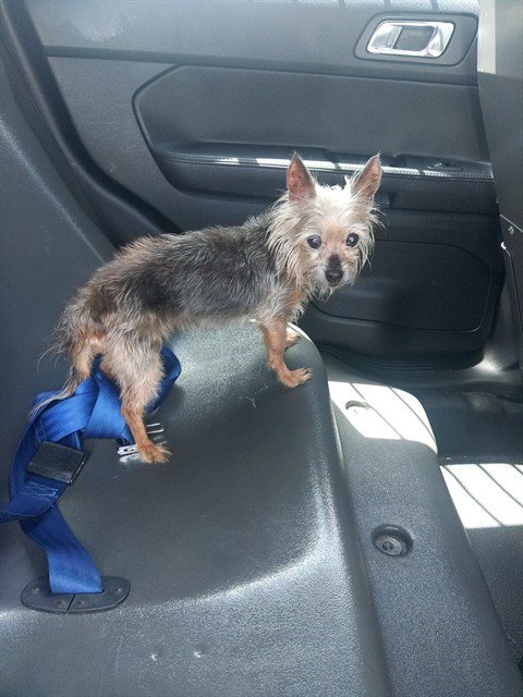 FRAN - Yorkshire Terrier Yorkie available for adoption
