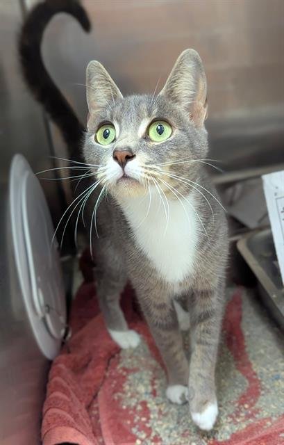 GLACEON - Domestic Short Hair available for adoption