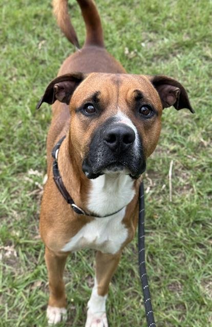 NEEV - American Staffordshire Terrier available for adoption