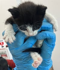 A2481480 - Photo 1