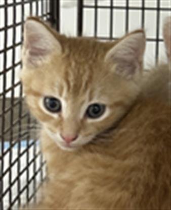 LUX - Domestic Long Hair available for adoption