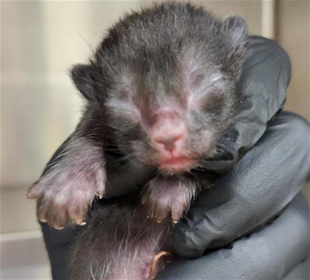 LENTIL - Domestic Short Hair available for adoption