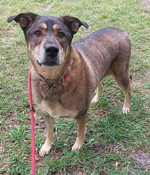 JAKE - German Shepherd Dog available for adoption