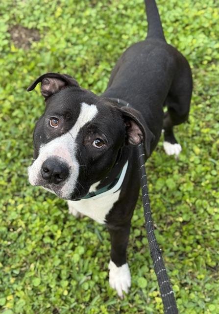 PEPSI - American Staffordshire Terrier available for adoption