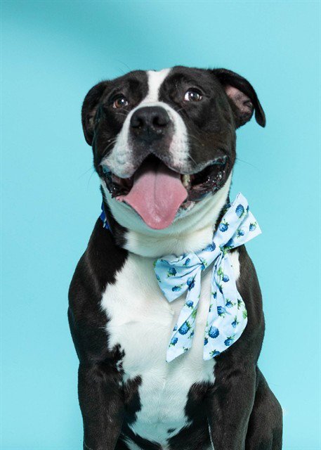 PEPSI - American Staffordshire Terrier available for adoption