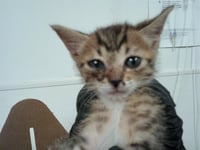 *MARPHIE - Photo 1