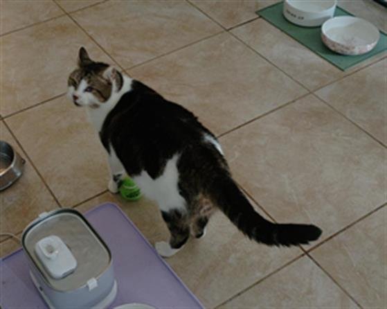 IAN - Domestic Short Hair available for adoption