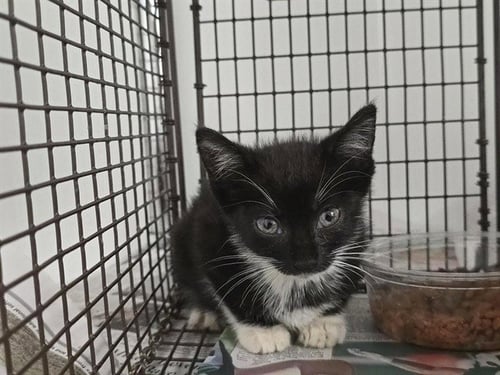 *NINJA - Domestic Short Hair available for adoption