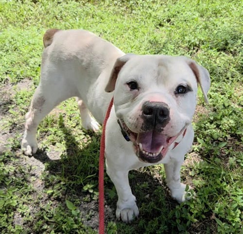 TRENTON - American Bulldog available for adoption