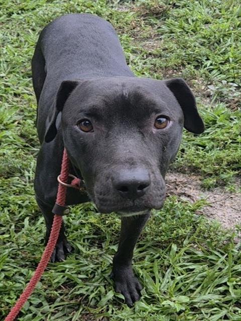 DALTON - American Staffordshire Terrier available for adoption