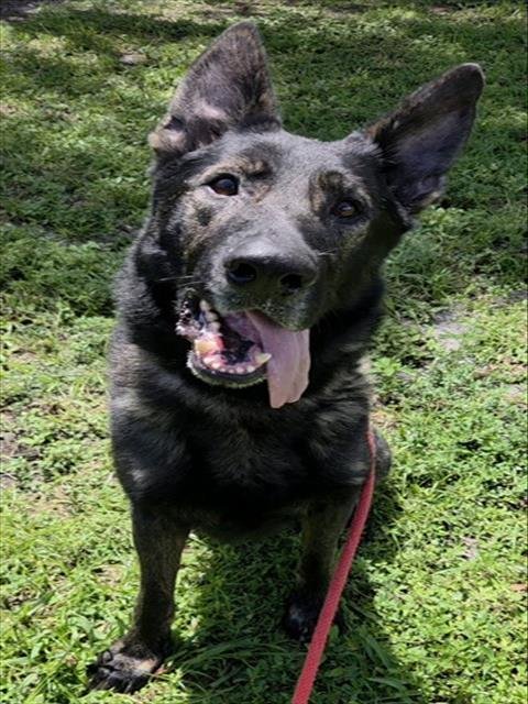 WREXHAM - German Shepherd Dog available for adoption