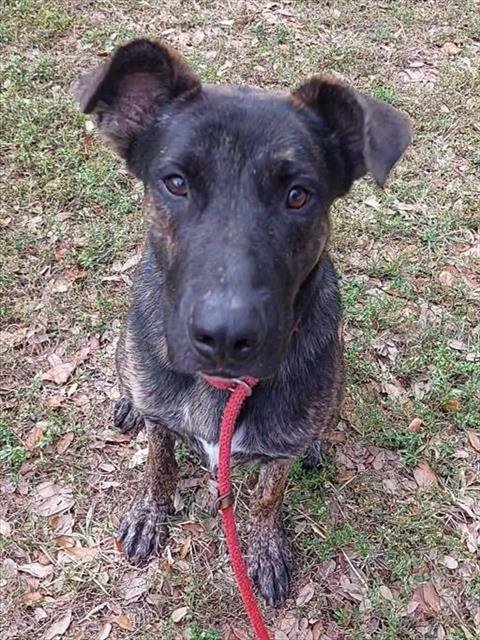 KING - Belgian Shepherd Malinois available for adoption