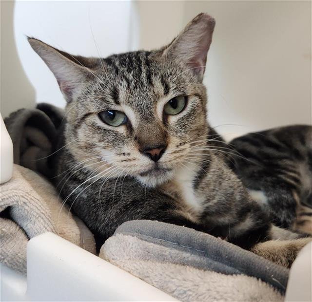 HAZEL - Domestic Short Hair available for adoption