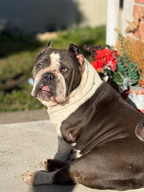 DIOR - English Bulldog available for adoption