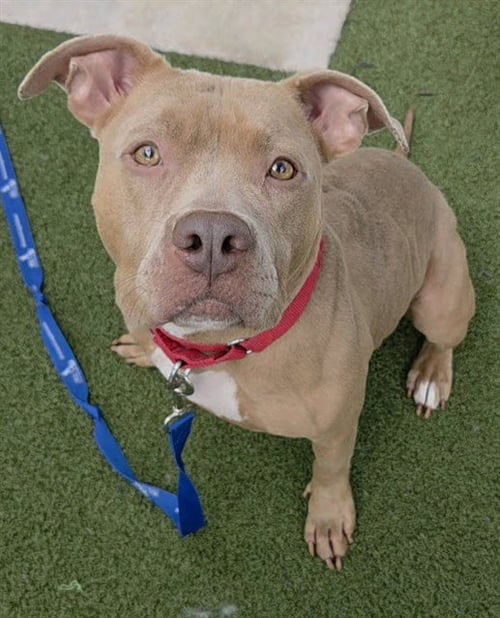 TWIN - American Pit Bull Terrier available for adoption