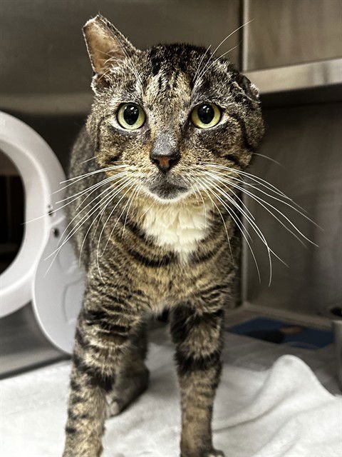 RICKY - Domestic Short Hair available for adoption