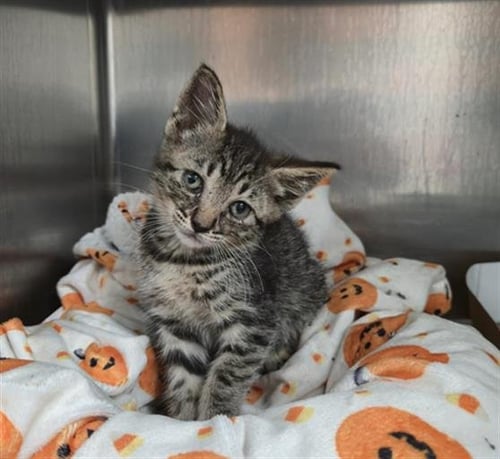HAWK - Domestic Short Hair available for adoption