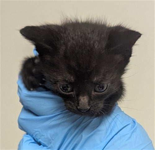 ARIA - Domestic Short Hair available for adoption