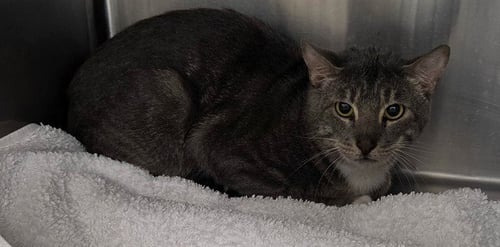 SERENA 16 - Domestic Short Hair available for adoption