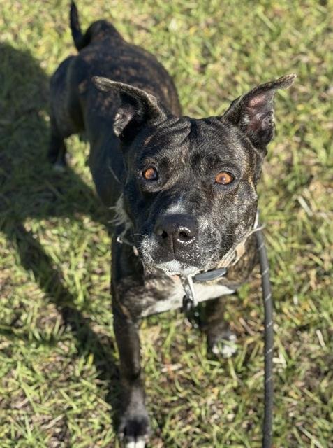 CINCINNATI - American Staffordshire Terrier available for adoption