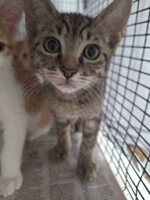 *OREN - Domestic Short Hair available for adoption