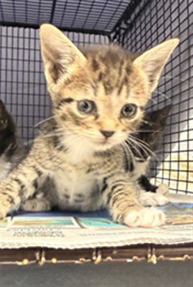 A2480201 - Domestic Short Hair available for adoption