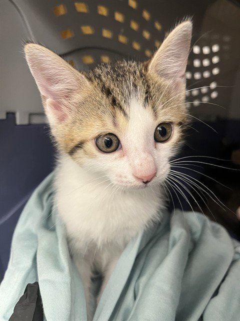 A2474173 - Domestic Short Hair available for adoption