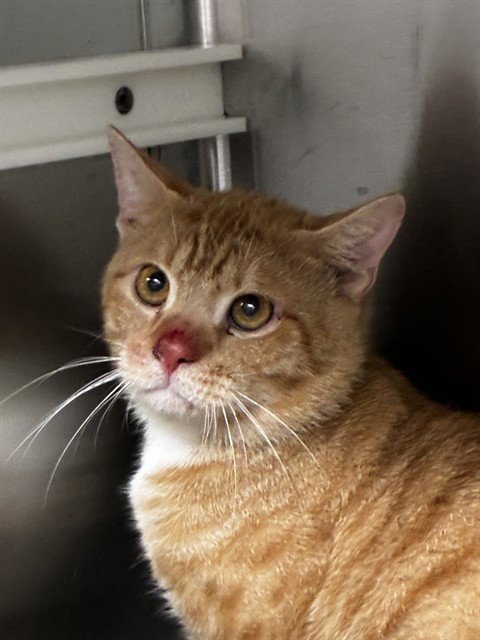 LEO - Domestic Short Hair available for adoption