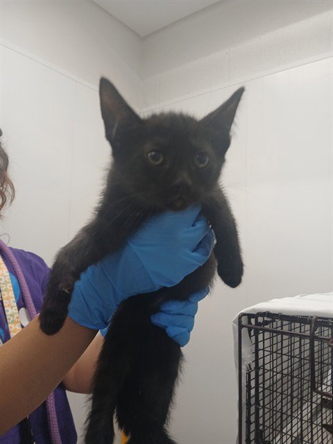 MONTREAL - Domestic Short Hair available for adoption