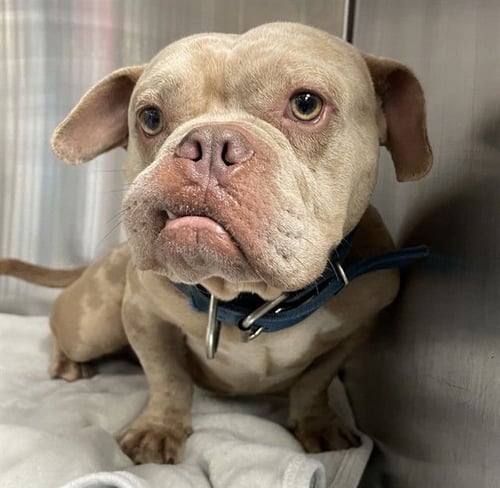 CHAPEL - French Bulldog available for adoption