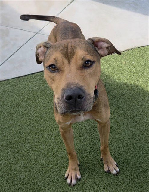 BOSS - Plott Hound available for adoption