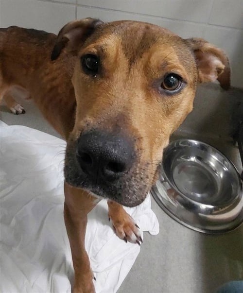 BOSS - Plott Hound available for adoption