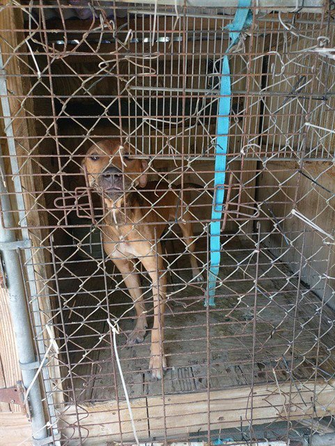 BOSS - Plott Hound available for adoption