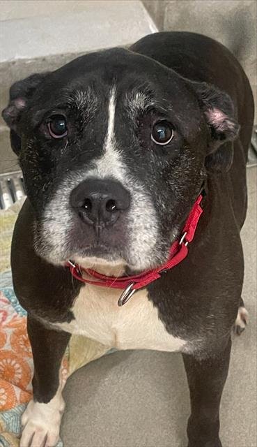 COBY - Pit Bull Terrier available for adoption